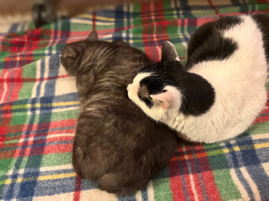連載100回。今日もなんだかんだ仲良し。保護猫 えいた