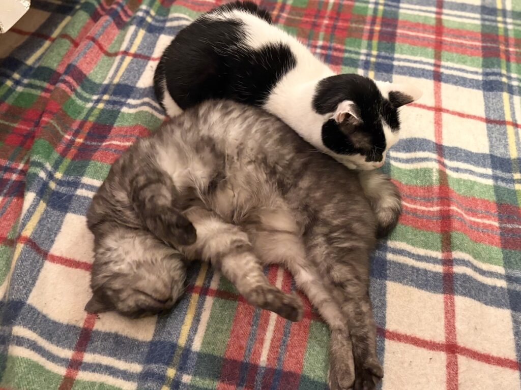 連載100回。今日もなんだかんだ仲良し。保護猫 えいた