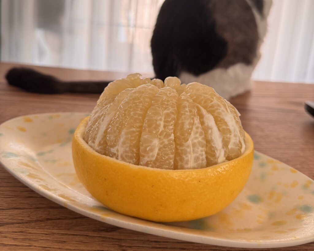 匂いは嗅ぐものの……。おちょこ エキゾチックショートヘア | とっても器用に剥くよね。そんなにおいしいのかな？ と思って毎年匂いを嗅ぐけど、やっぱり僕の苦手な柑橘の匂いだった。