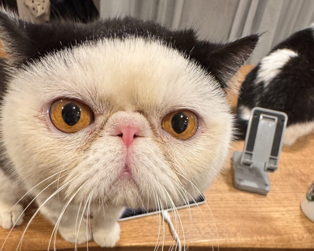 グルメな僕のお気に入り。おちょこ エキゾチックショートヘア | どアップで失礼します。おちょこです。