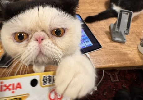 グルメな僕のお気に入り。おちょこ エキゾチックショートヘア | これ、僕が1番大好きなおやつ！ 待ちきれなくて、思わず手が伸びちゃうんだ。