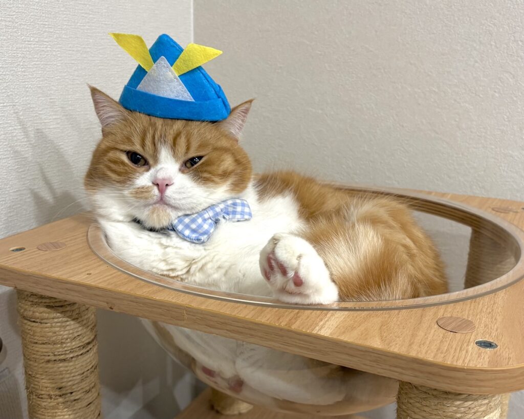 今日はこどもの日。撮影会の裏側は？ハチワレ とろろ | 今日はこどもの日なので、兜をかぶりました。凛々しいポーズでしょ！？