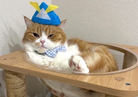 今日はこどもの日。撮影会の裏側は？ハチワレ とろろ | 今日はこどもの日なので、兜をかぶりました。凛々しいポーズでしょ！？