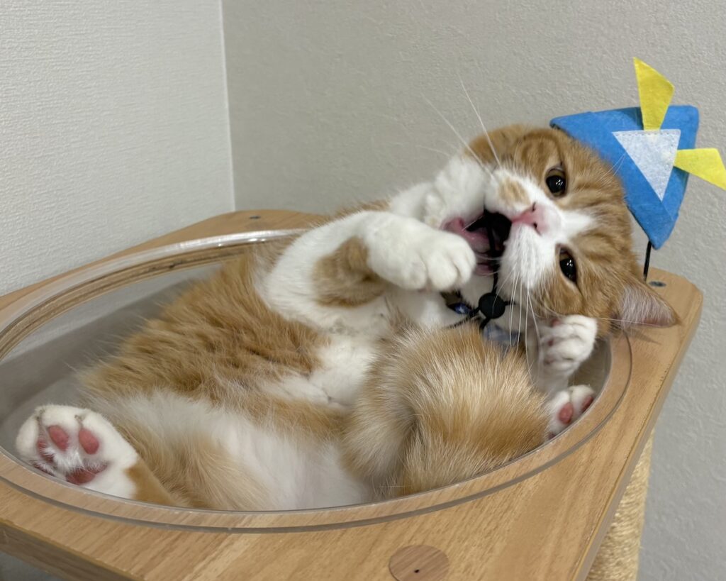 今日はこどもの日。撮影会の裏側は？ハチワレ とろろ | 撮影に飽きちゃったから、大好きなヒモをかじっちゃうよ！ あーん。
