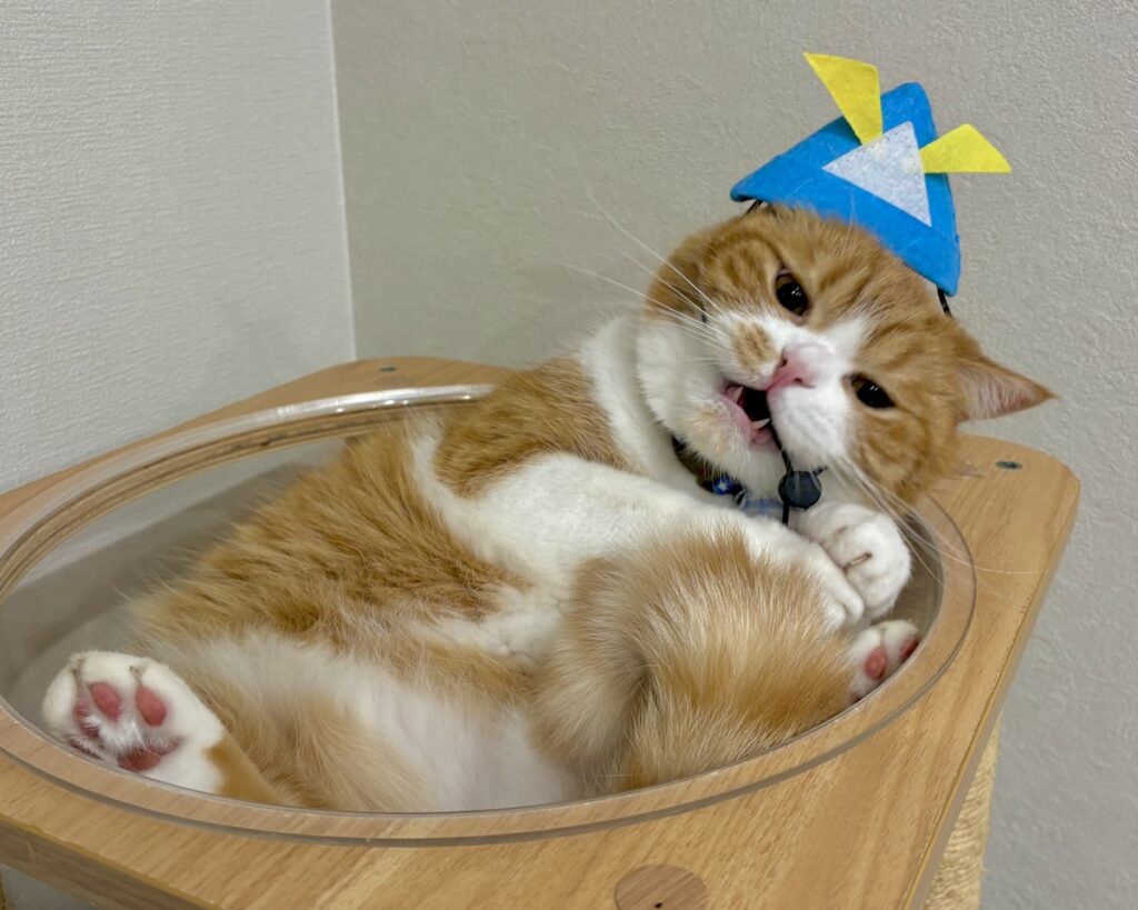 今日はこどもの日。撮影会の裏側は？ハチワレ とろろ | がりがり……。