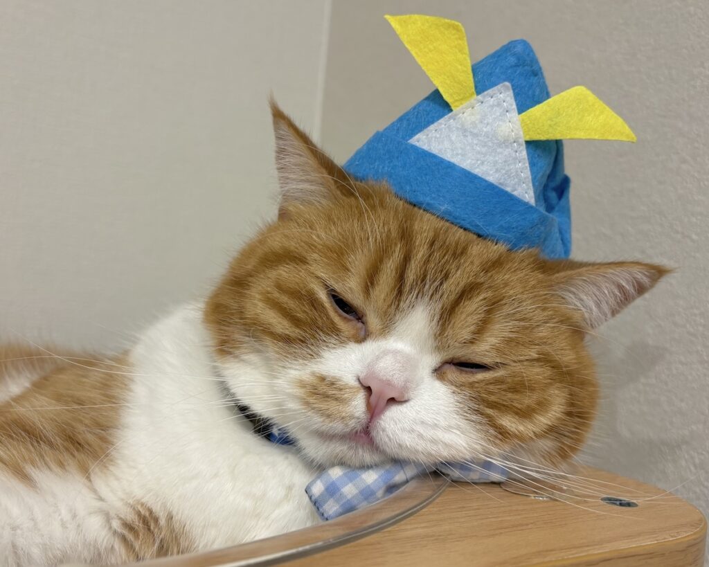 今日はこどもの日。撮影会の裏側は？ハチワレ とろろ | もう、ポーズとるの疲れたよ……zzz。
