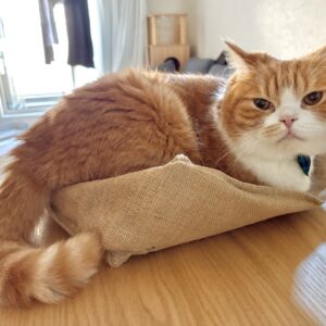 もうしばらくは、このままで。ハチワレ とろろ | でーん！（ドヤ顔）