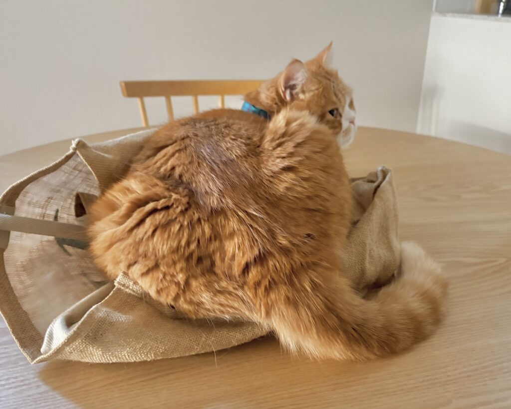 もうしばらくは、このままで。ハチワレ とろろ | 飼い主「とろちゃん、どうしてマイバッグの上に乗ってるの？」