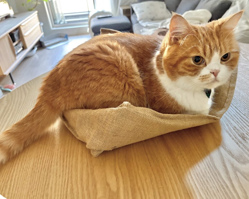 もうしばらくは、このままで。ハチワレ とろろ | 飼い主「今から買い物で使うから、どいてくれない？」
　とろろ「気に入っちゃったから、僕どかないよ！」（眉毛ぴーん）