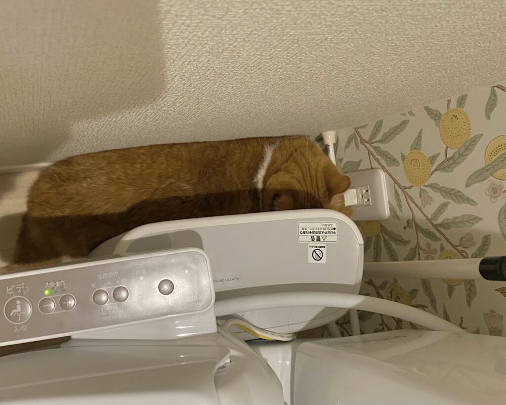 ただいま、逃走中。ハチワレ とろろ | 怖いよー！（トイレの角に逃げ込む）