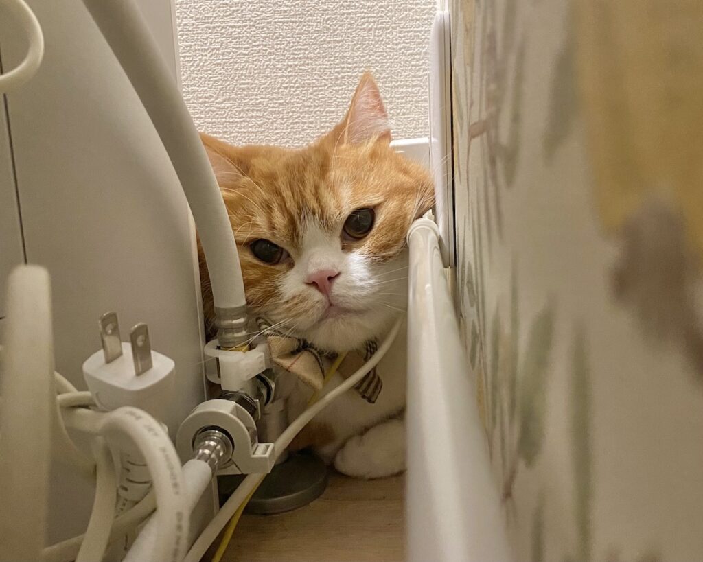 ただいま、逃走中。ハチワレ とろろ | こっちは必死なんだから、飼い主さん笑いながら写真撮らないでよね……。（切実）