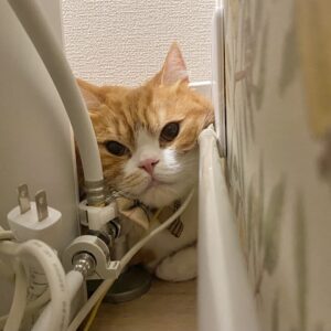 ただいま、逃走中。ハチワレ とろろ | こっちは必死なんだから、飼い主さん笑いながら写真撮らないでよね……。（切実）