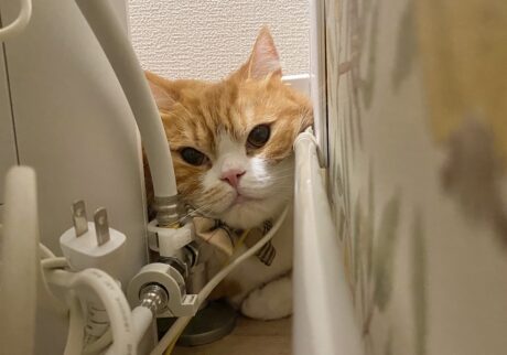 ただいま、逃走中。ハチワレ とろろ | こっちは必死なんだから、飼い主さん笑いながら写真撮らないでよね……。（切実）