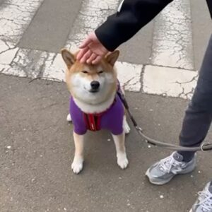 歩くのに疲れたら抱っこの催促。今日もうまくいきました。柴犬子犬ハルのワンダフルライフ