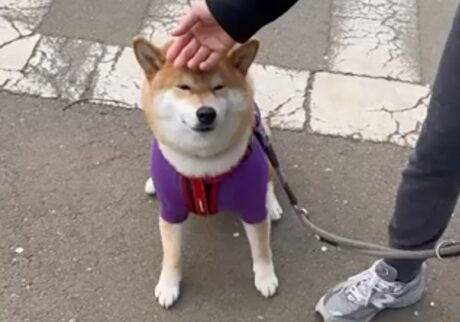 歩くのに疲れたら抱っこの催促。今日もうまくいきました。柴犬子犬ハルのワンダフルライフ