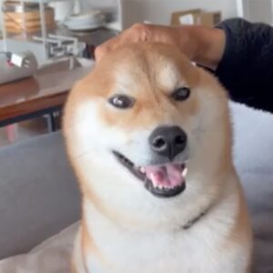 やめろよぅ〜。またしてもとーちゃんに遊ばれています。 柴犬子犬ハルのワンダフルライフ