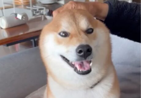 やめろよぅ〜。またしてもとーちゃんに遊ばれています。 柴犬子犬ハルのワンダフルライフ
