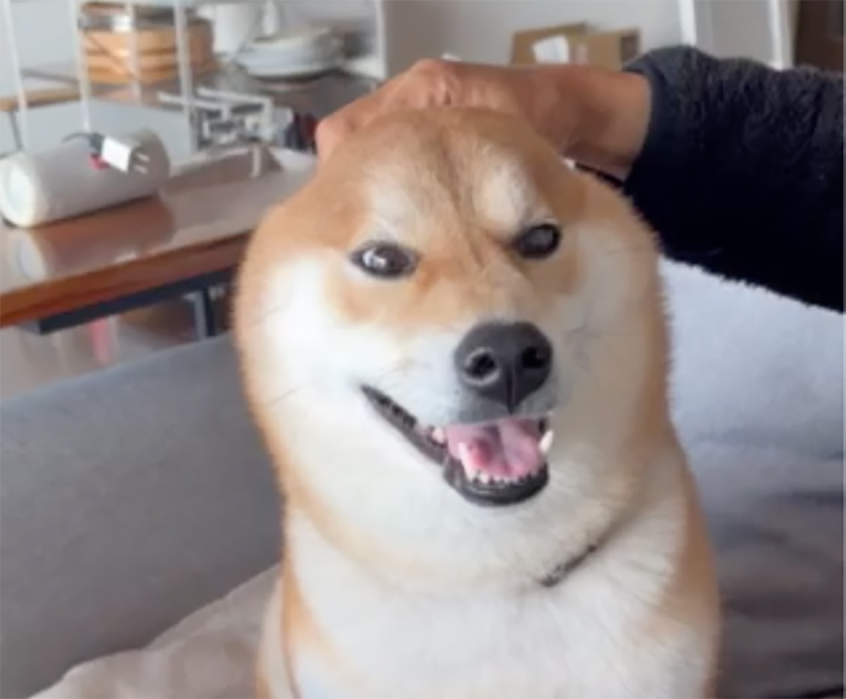 やめろよぅ〜。またしてもとーちゃんに遊ばれています。