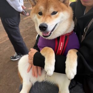 ドッグランでの過ごし方、最近はこんな感じです。柴犬子犬ハルのワンダフルライフ