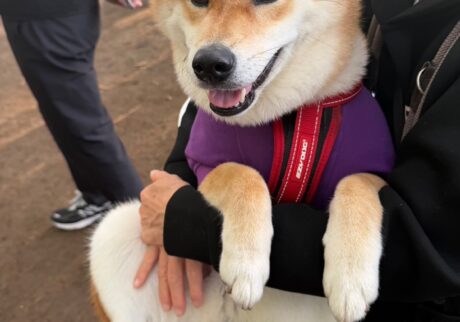 ドッグランでの過ごし方、最近はこんな感じです。柴犬子犬ハルのワンダフルライフ