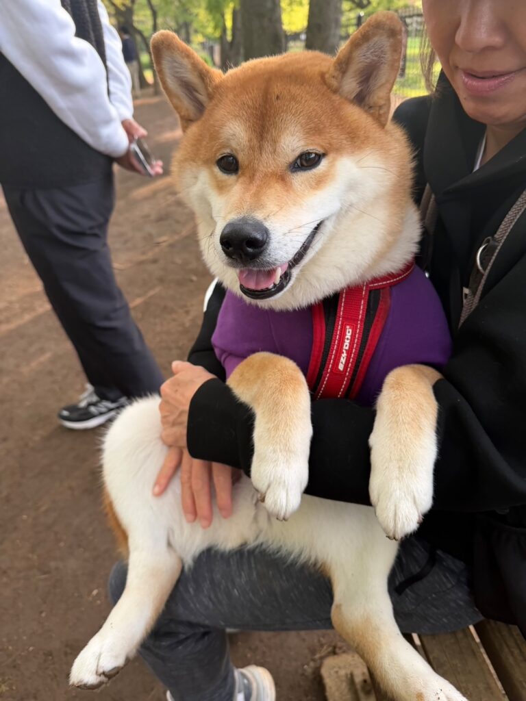 ドッグランでの過ごし方、最近はこんな感じです。柴犬子犬ハルのワンダフルライフ