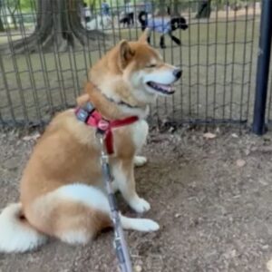 ドッグランとの付き合い方、基本はこんな感じ。柴犬子犬ハルのワンダフルライフ