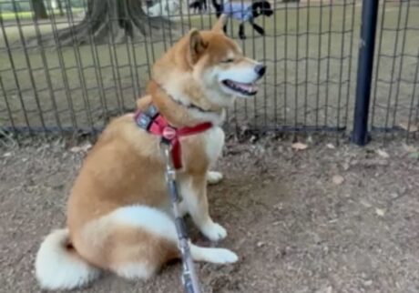ドッグランとの付き合い方、基本はこんな感じ。柴犬子犬ハルのワンダフルライフ