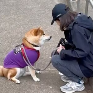 おやつをいただければ歩きます。ぼくはそういうタイプです。 柴犬子犬ハルのワンダフルライフ
