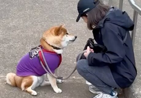 おやつをいただければ歩きます。ぼくはそういうタイプです。 柴犬子犬ハルのワンダフルライフ