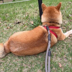 新しいお友だちができました。珍しく走っています！柴犬子犬ハルのワンダフルライフ