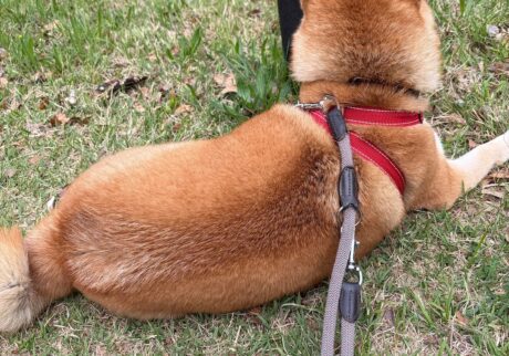 新しいお友だちができました。珍しく走っています！柴犬子犬ハルのワンダフルライフ