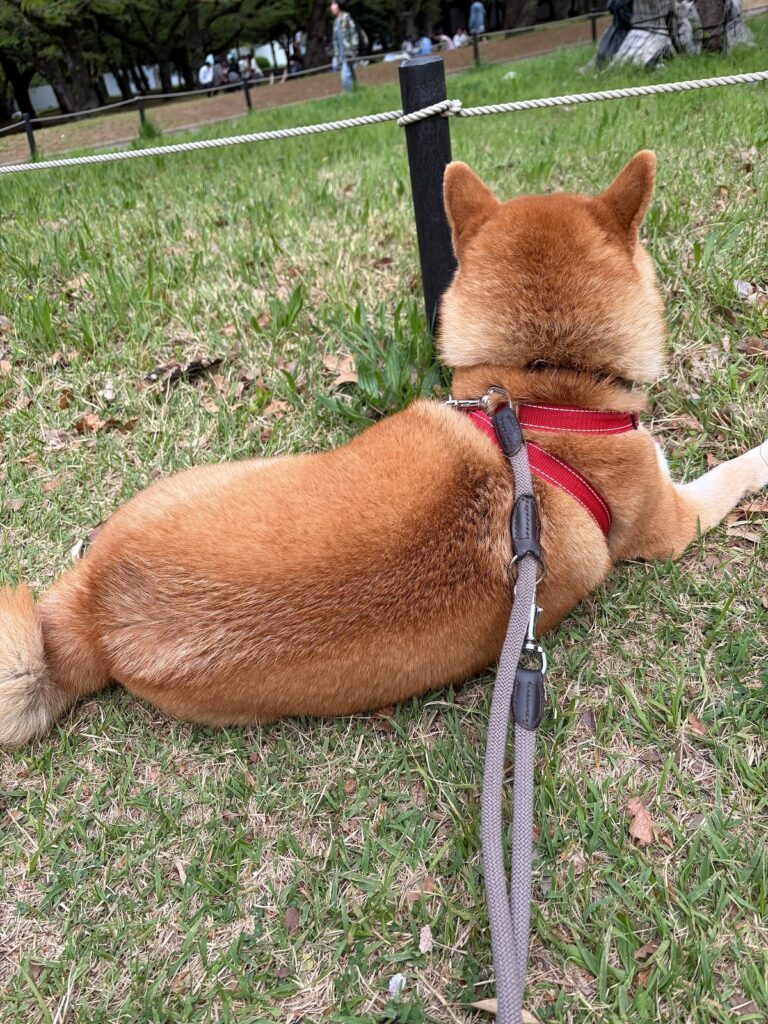 新しいお友だちができました。珍しく走っています！柴犬子犬ハルのワンダフルライフ