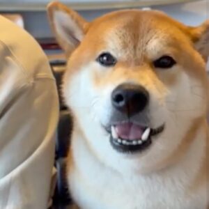 朝はおりんごをいただきます。いい音をお聞かせいたしましょう。 柴犬子犬ハルのワンダフルライフ