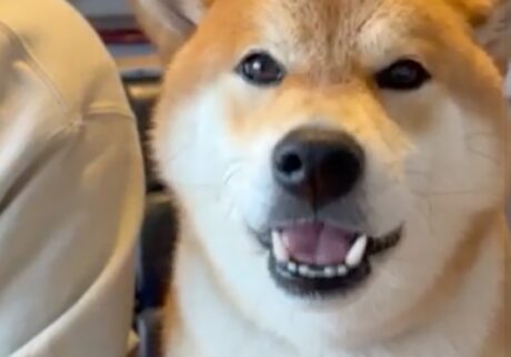 朝はおりんごをいただきます。いい音をお聞かせいたしましょう。 柴犬子犬ハルのワンダフルライフ