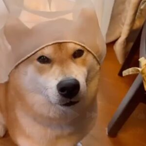 久しぶりにカーテンを被ってみました。どうかしら？ 柴犬子犬ハルのワンダフルライフ