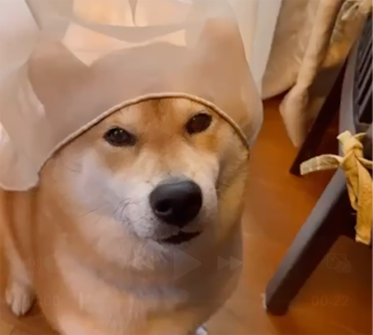 久しぶりにカーテンを被ってみました。どうかしら？