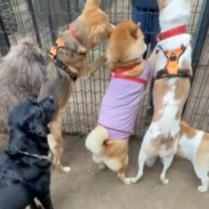 急ぐ先にはおやつパーティが待っている、はず。どんどん行くよ〜。柴犬子犬ハルのワンダフルライフ