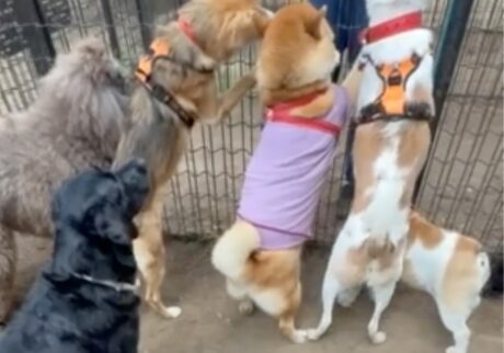 急ぐ先にはおやつパーティが待っている、はず。どんどん行くよ〜。柴犬子犬ハルのワンダフルライフ