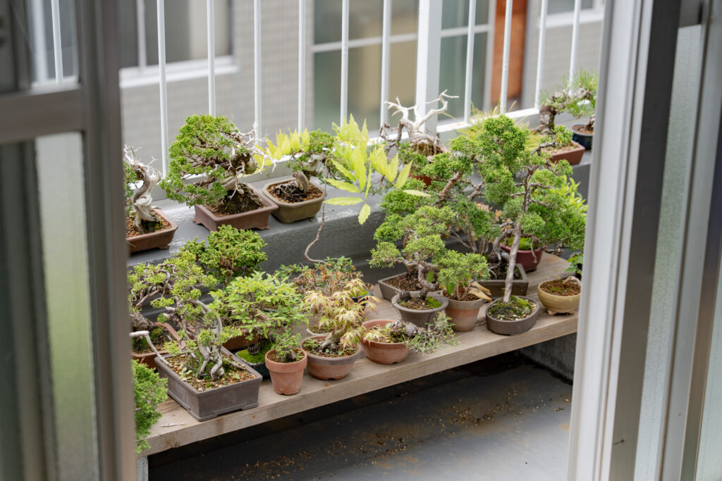 昼は毎日盆栽に水をやり、夜は毎晩ビカクシダに水をやる。植物と僕との主従関係については考えないことにしている。