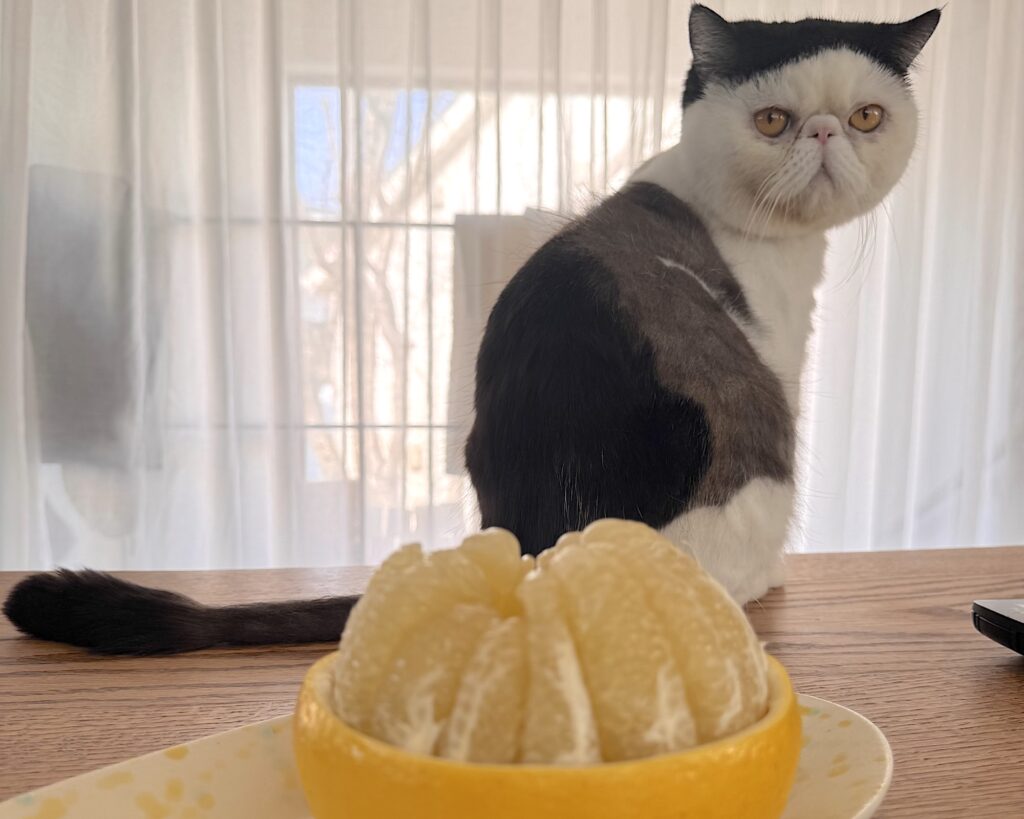 匂いは嗅ぐものの……。おちょこ エキゾチックショートヘア | あ、これ、香ちゃん(ママ)が毎年春になったら必ずお取り寄せしてるフルーツだ。