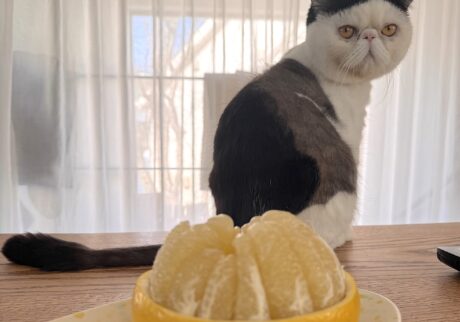 匂いは嗅ぐものの……。おちょこ エキゾチックショートヘア | あ、これ、香ちゃん(ママ)が毎年春になったら必ずお取り寄せしてるフルーツだ。