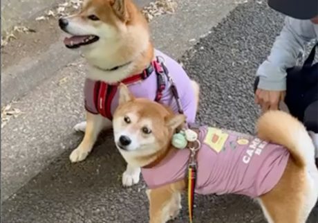 何だかおそろなぼくら。サイズ感はだいぶ違いますけどね〜。 柴犬　ハルくん
