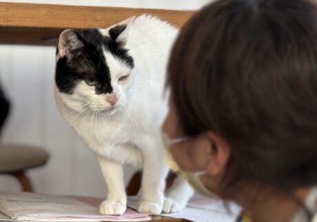 えいた 保護猫 白黒猫