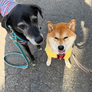 おやつのためならいい子できます。いや、そうでもないか。