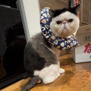おちょこ エキゾチックショートヘア