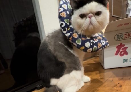 おちょこ エキゾチックショートヘア