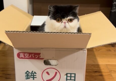 おちょこ エキゾチックショートヘア