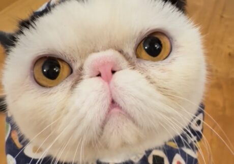 おちょこ エキゾチックショートヘア