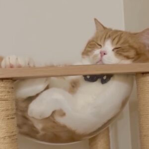 とろろ ハチワレ