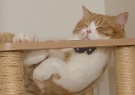 とろろ ハチワレ
